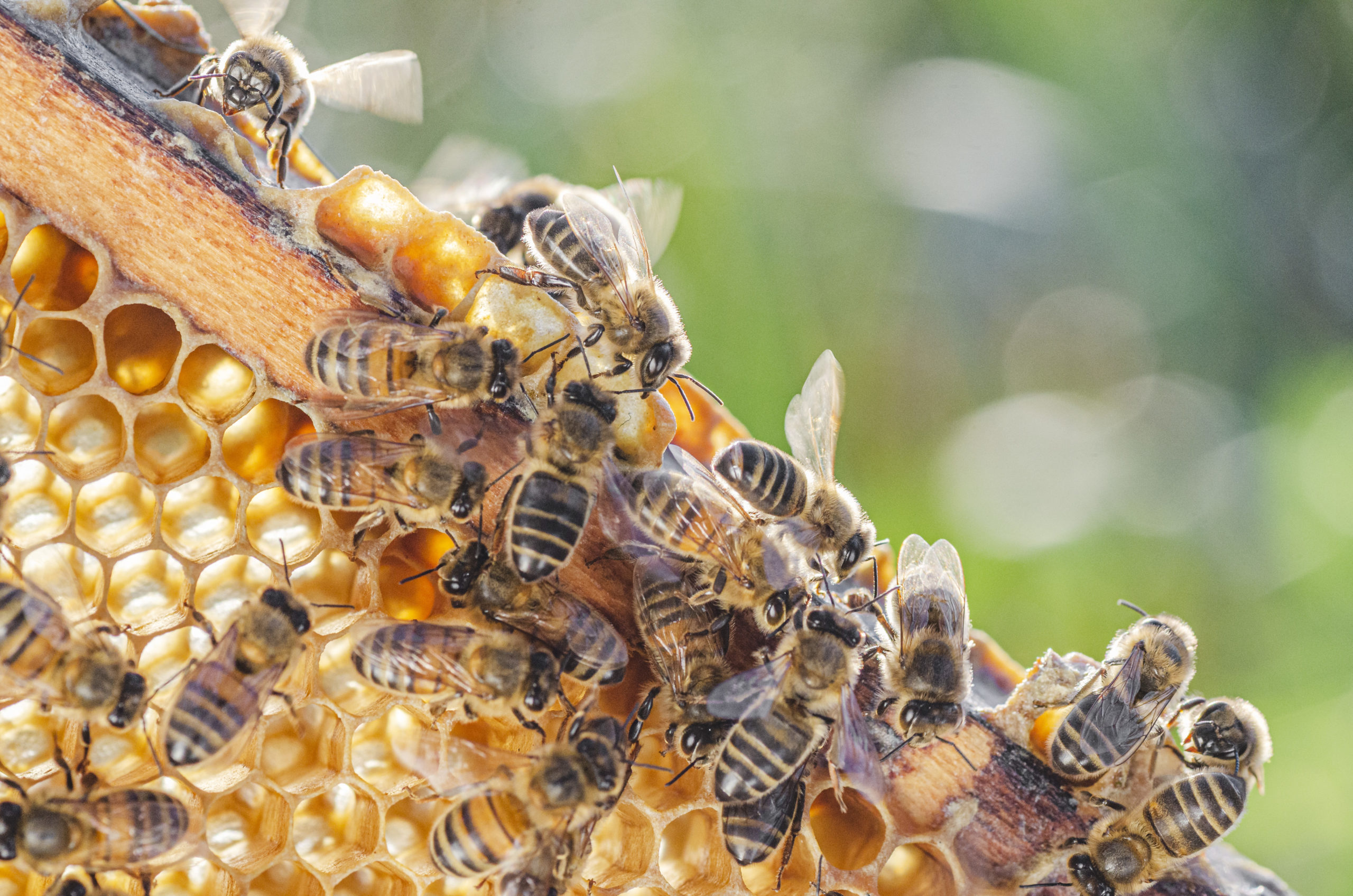 Honey Bees Stinging Insects Control