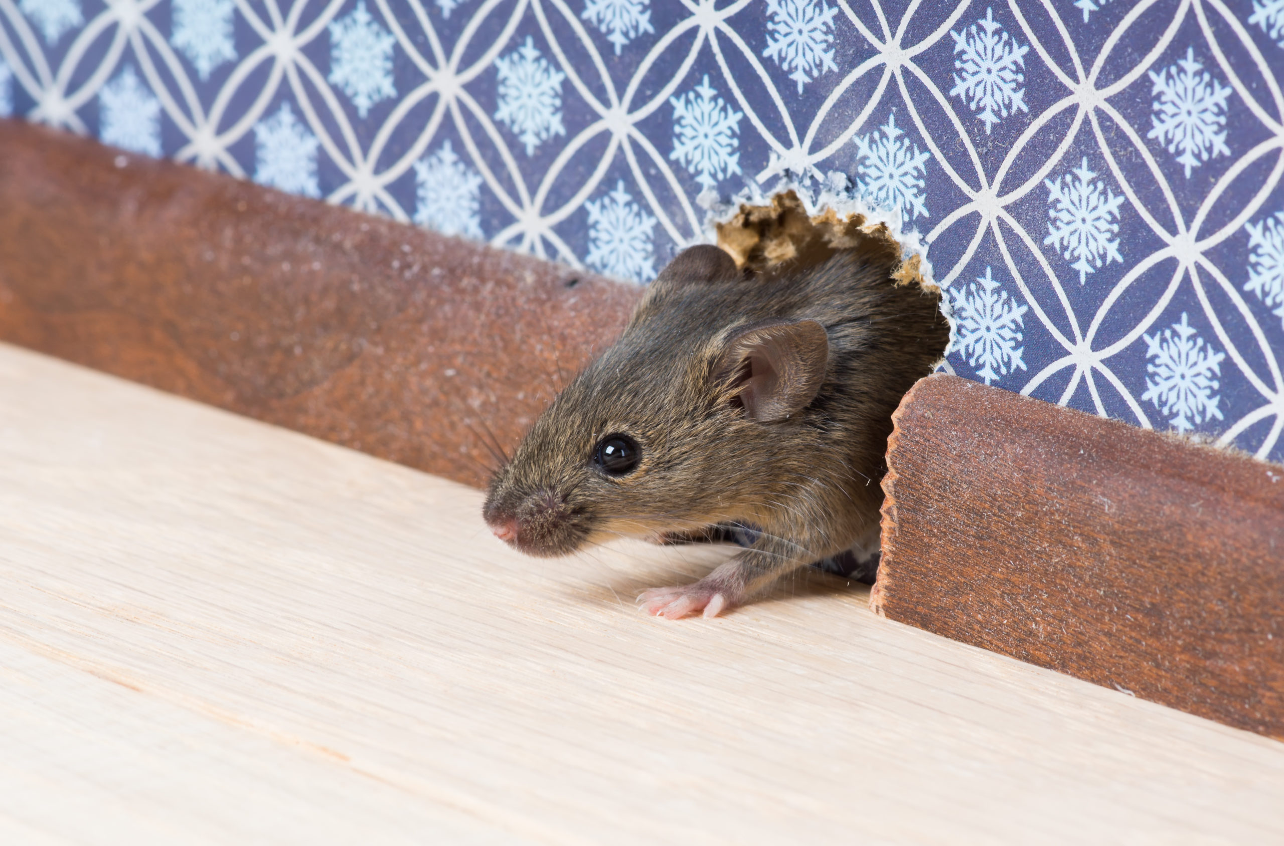 rodent-control-delhi-pest-control-contact-us-today-at-513-451-1800