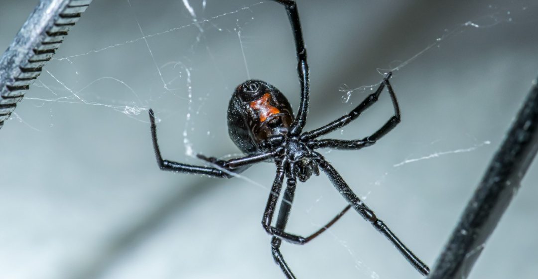 How to Get Rid of a Spider Problem