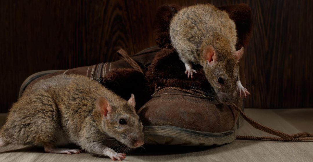 Rodent Prevention Tips for Cincinnati Homeowners