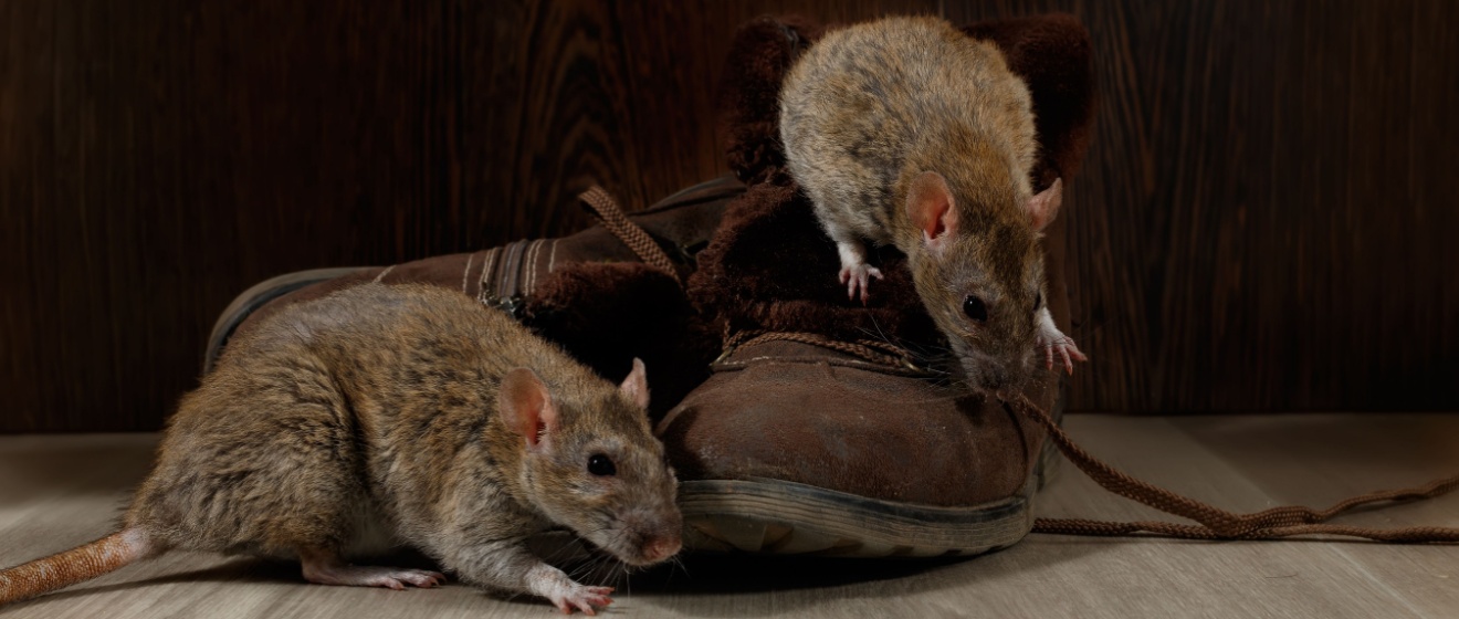 Rodent Prevention Tips for Cincinnati Homeowners