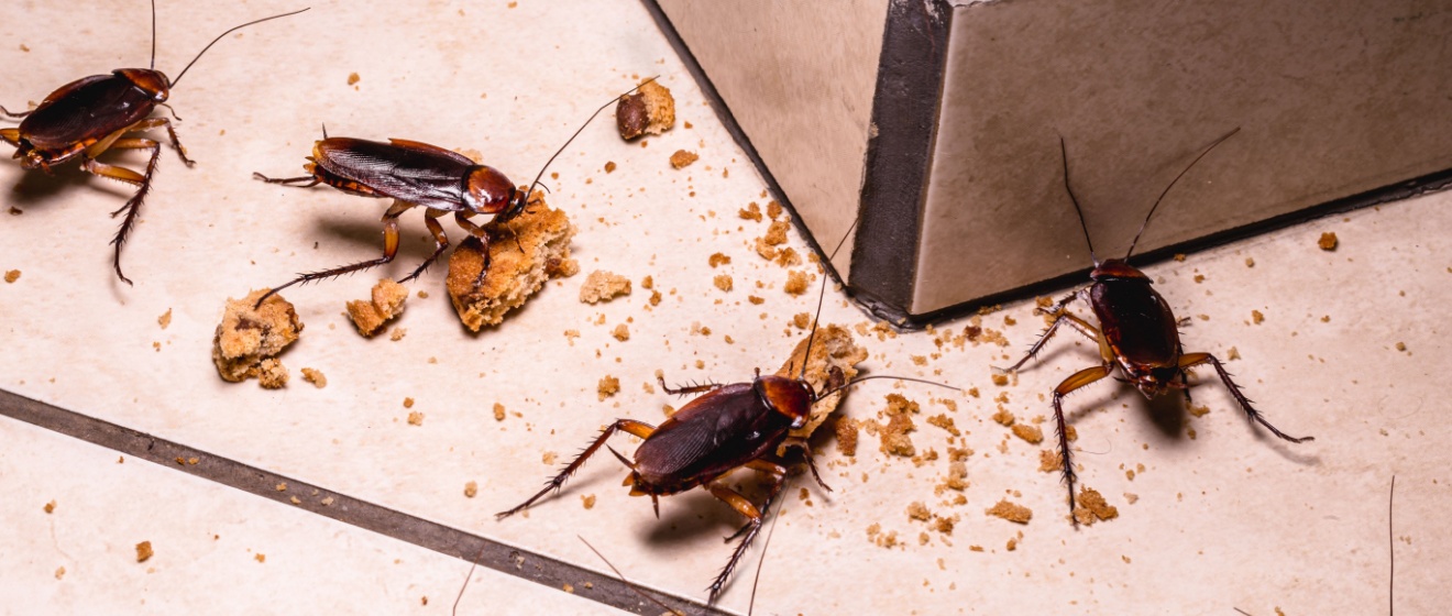 What Should I Do If I Have a Cockroach Infestation in My Home?