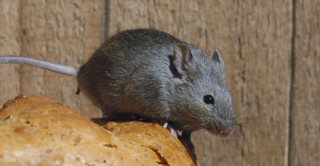 What Should I Do if I Saw a Mouse in My Home?