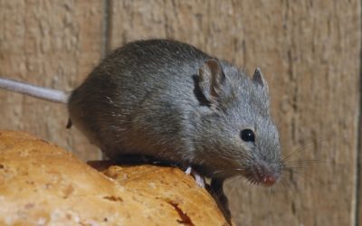 What Should I Do if I Saw a Mouse in My Home?