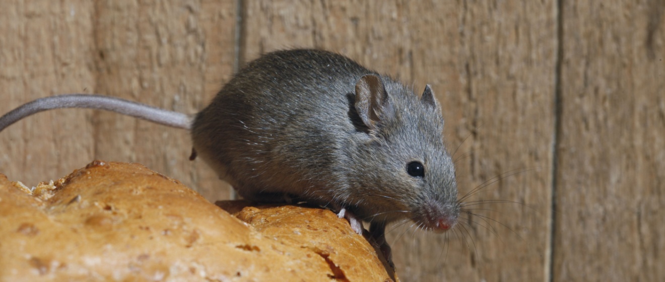 What Should I Do if I Saw a Mouse in My Home?