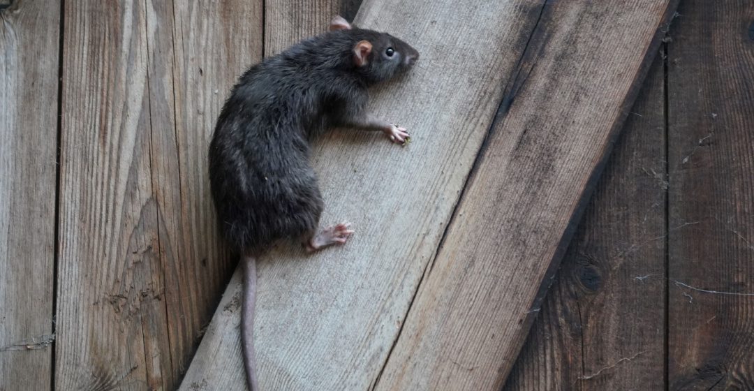 Professional Rodent Control and Prevention in Cincinnati