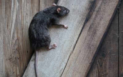 Professional Rodent Control and Prevention in Cincinnati