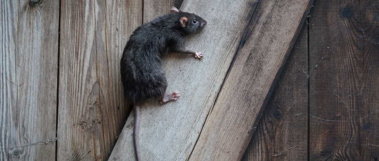 Professional Rodent Control and Prevention in Cincinnati