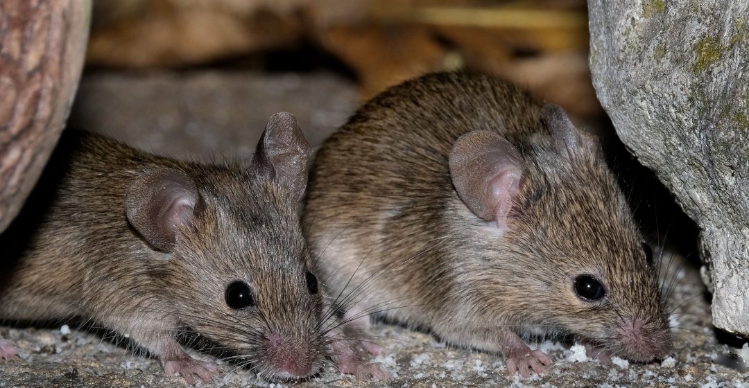 Rat and Mouse Control Experts in Cincinnati, OH