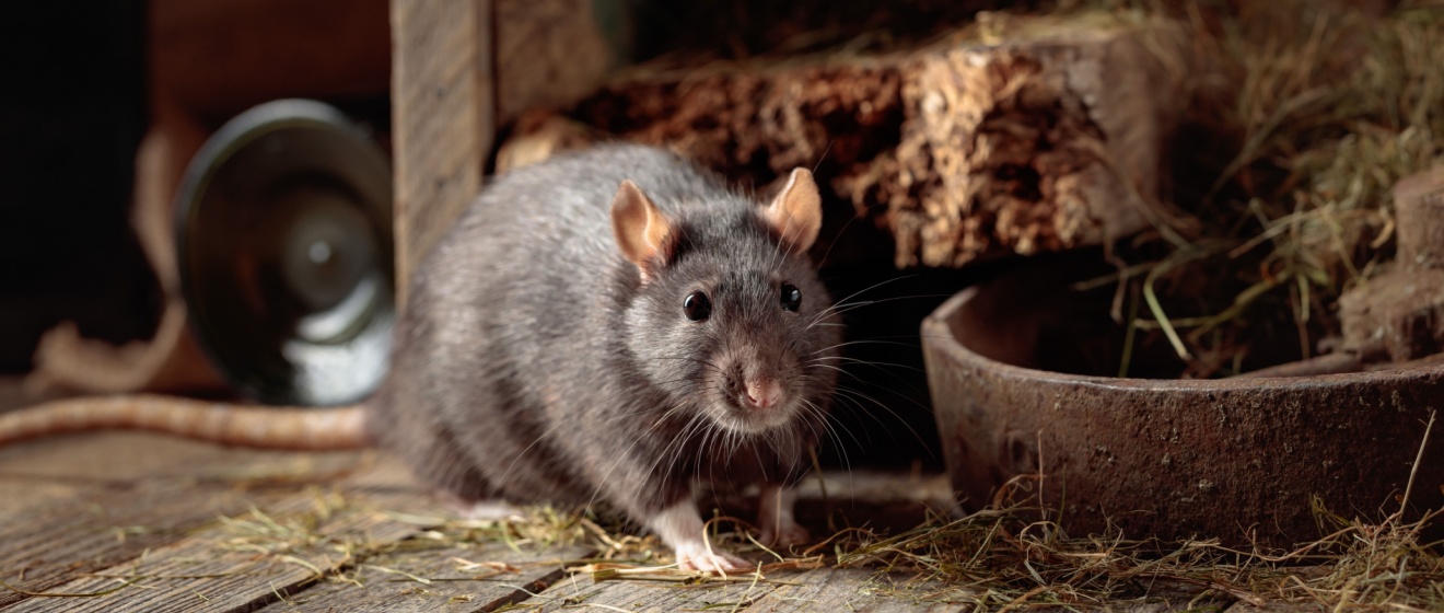 How Do I Get Rid of a Rodent Problem?