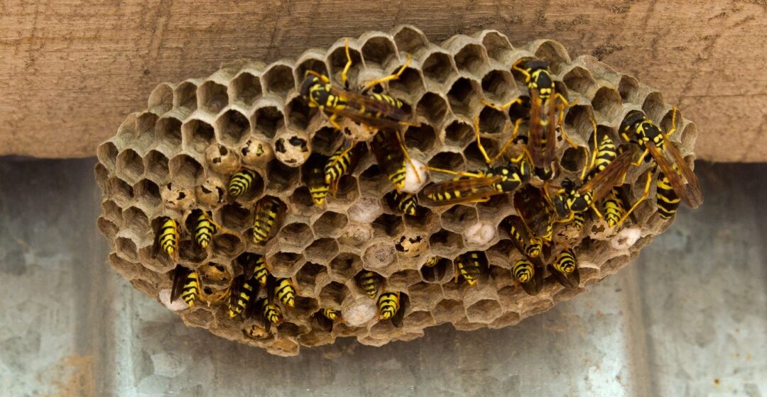 Are Wasps a Danger to Children and Pets?