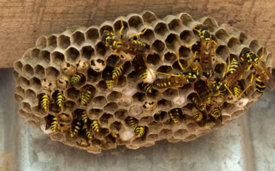 Are Wasps a Danger to Children and Pets?