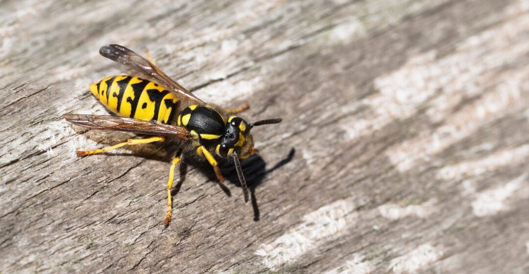 Cincinnati’s Best Stinging Insect Control and Removal
