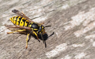 Cincinnati’s Best Stinging Insect Control and Removal