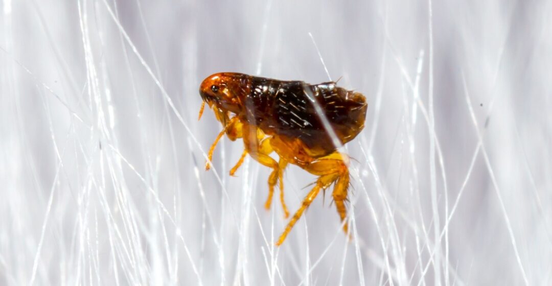 How Do I Know If I Have a Flea Problem?