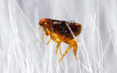 How Do I Know If I Have a Flea Problem?