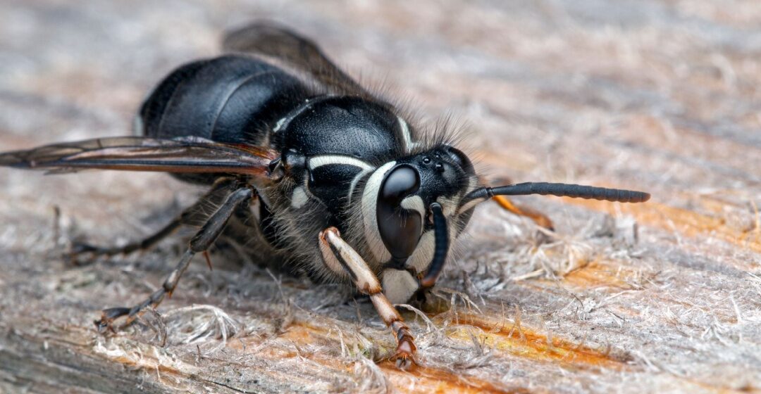 How Do I Get Rid of Stinging Insects in My Yard?