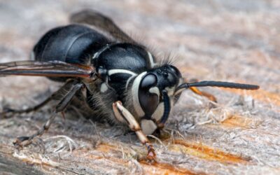 How Do I Get Rid of Stinging Insects in My Yard?