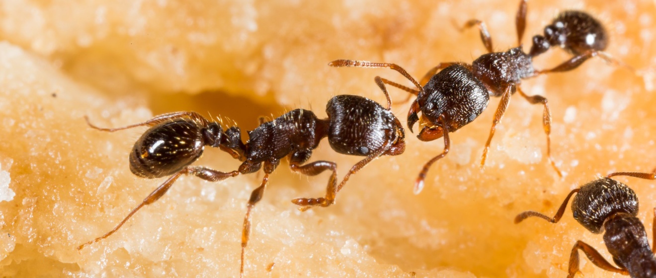 DIY Ant Control vs. Professional Treatment: What Works Best in Cincinnati?