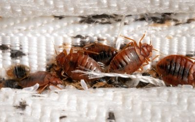 Best Bed Bug Exterminators in Cincinnati, OH