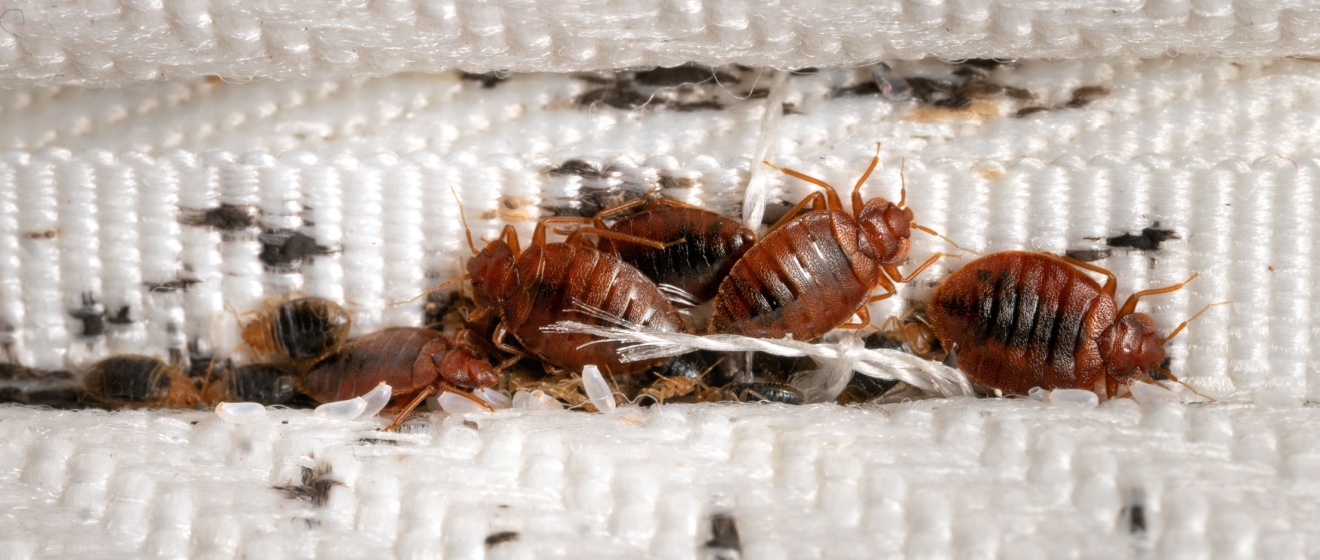 Best Bed Bug Exterminators in Cincinnati, OH