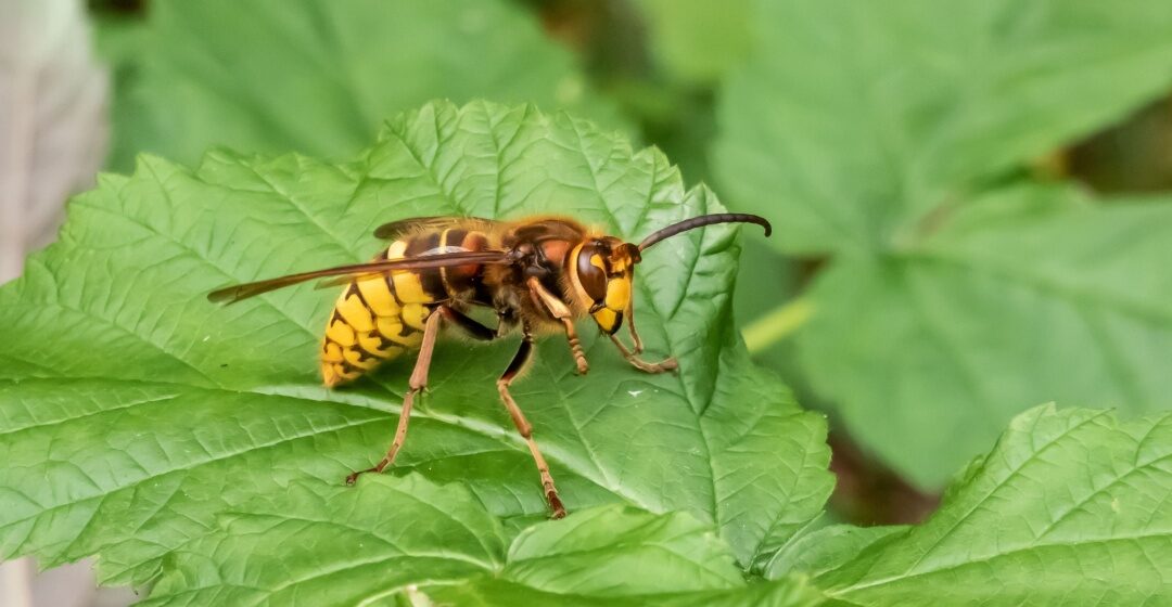 Protect Your Cincinnati, OH Home from Wasps and Hornets