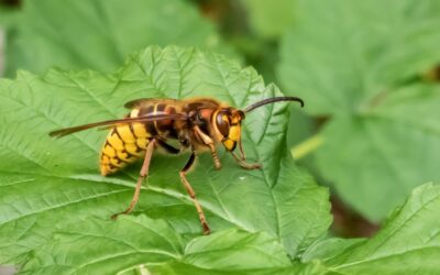 Protect Your Cincinnati, OH Home from Wasps and Hornets