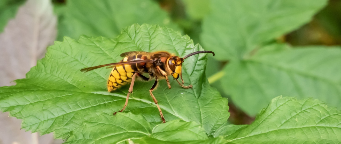 Protect Your Cincinnati, OH Home from Wasps and Hornets