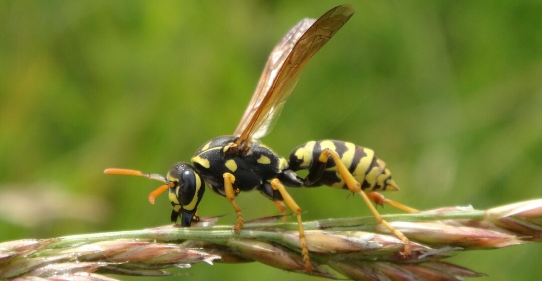 What Should I Do If I Have Wasps in My Yard?