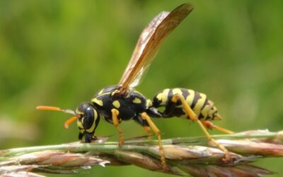 What Should I Do If I Have Wasps in My Yard?