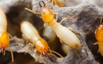 The Best Termite Treatment Options for Homes in the Cincinnati Area