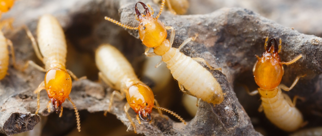 The Best Termite Treatment Options for Homes in the Cincinnati Area