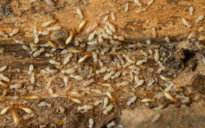 How Often Should You Get a Termite Inspection in Cincinnati?