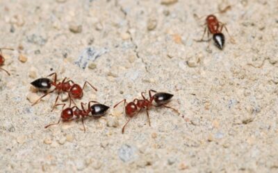 Common Ant Species in Cincinnati and How to Get Rid of Them