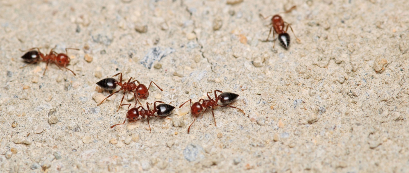 Common Ant Species in Cincinnati and How to Get Rid of Them