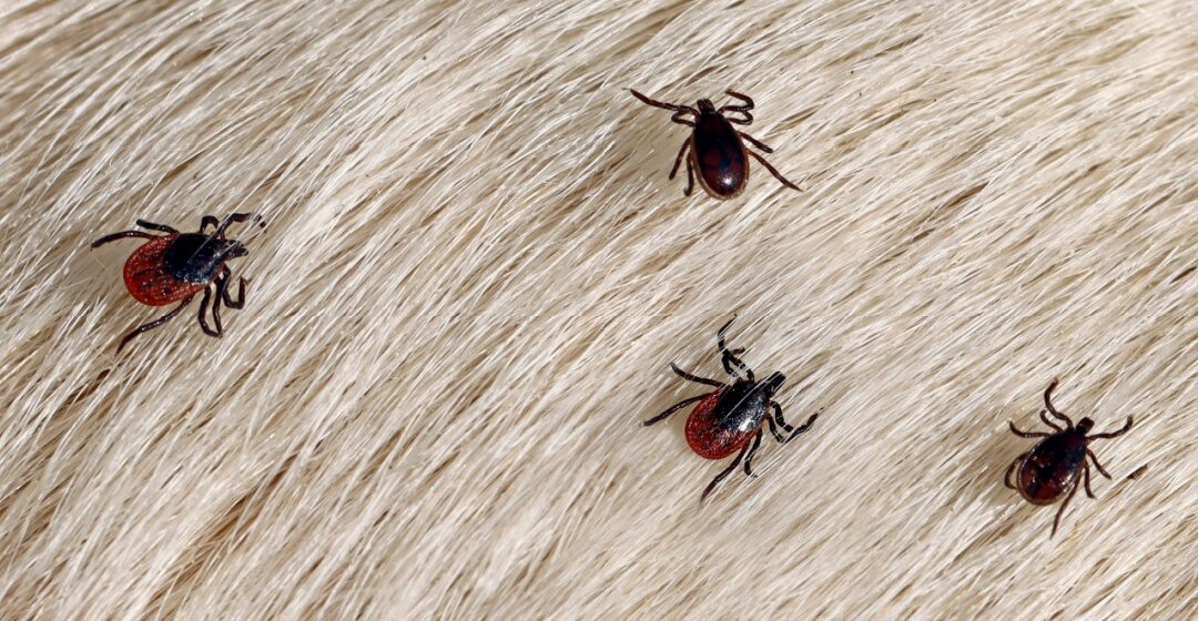 Cincinnati’s Best Flea and Tick Exterminators
