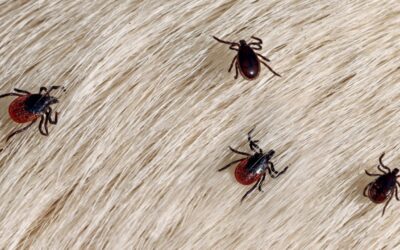 Cincinnati’s Best Flea and Tick Exterminators