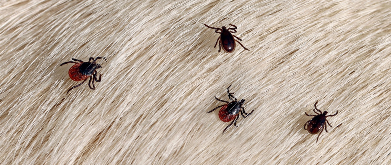 Cincinnati’s Best Flea and Tick Exterminators