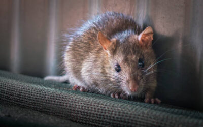 Why You’re Seeing More Mice in Cincinnati Homes This Fall (And What to Do About It)