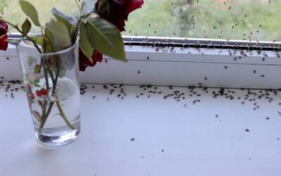 Why Ants Invade Cincinnati Homes and How to Stop Them
