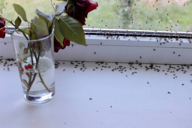 Winged flies of house insects on the white windowsill crawled out in the summer Winged flies of house insects on the white windowsill crawled out in the summer