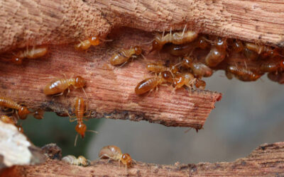 Termites in Cincinnati: The Silent Destroyers Lurking Beneath Your Home