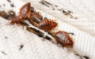 Bed Bugs in Cincinnati: What Every Homeowner Should Know