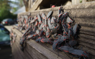 Are Boxelder Bugs Harmful? The Real Risks for Your Family and Pets