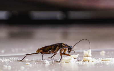 Cockroach Infestations in Cincinnati: What You Need to Know