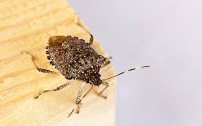 Stink Bugs in Cincinnati: Why They Invade Your Home Every Fall