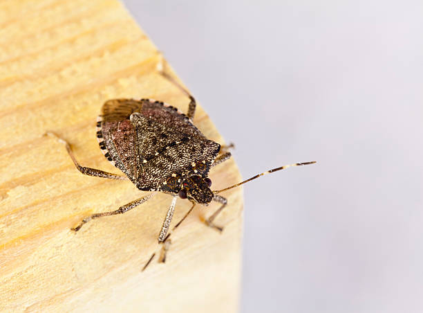 Stink Bugs in Cincinnati: Why They Invade Your Home Every Fall