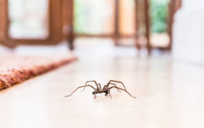 Ohio Spiders: Which Ones Are Dangerous and Which Are Just Creepy?