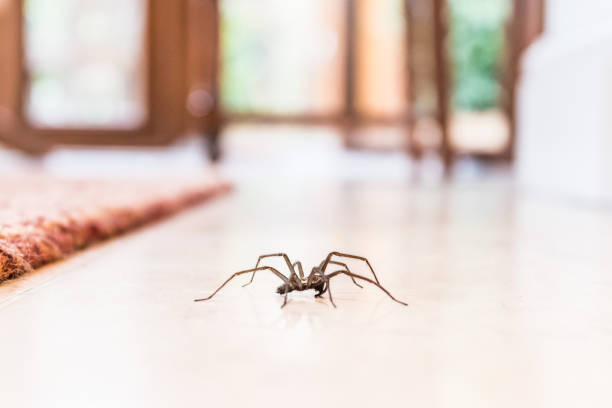 Ohio Spiders: Which Ones Are Dangerous and Which Are Just Creepy?