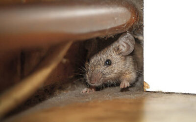 Rodents in Cincinnati: How to Keep Mice and Rats Out of Your Home